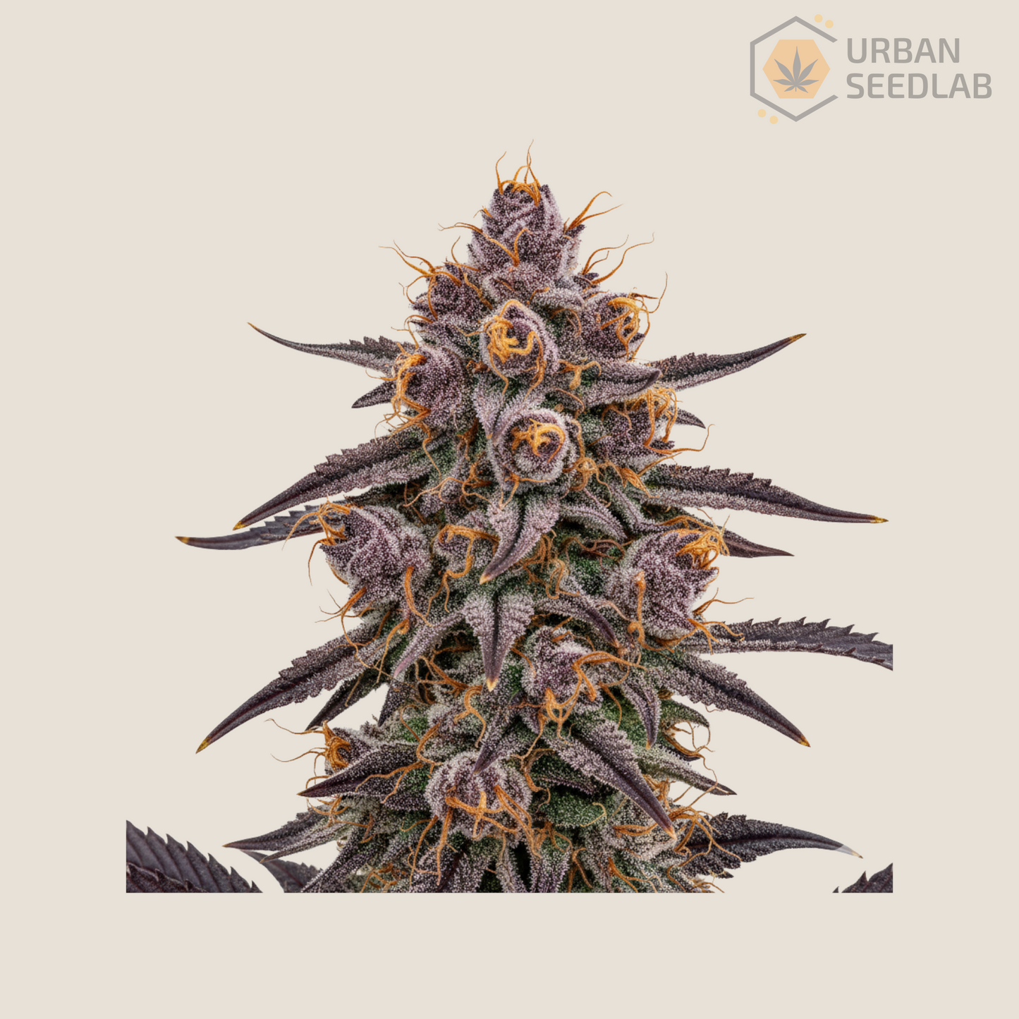 Urban`s 11