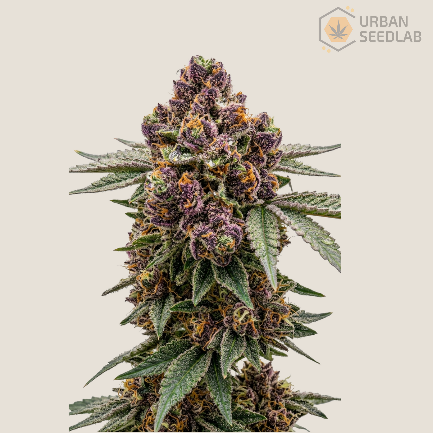 UFO - Urban’s Forbidden Onion